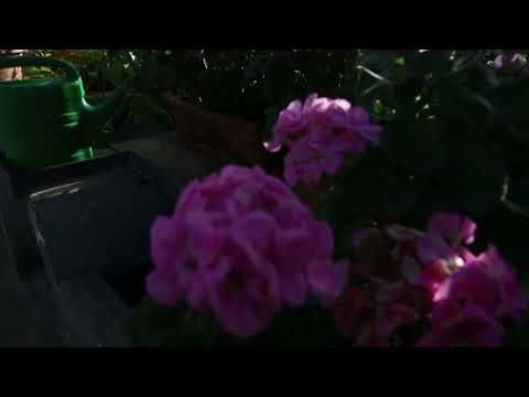 Insetti e Riflessi, 2018