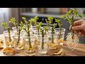 Few People Know That Roses Can Be Propagated This Simple Way