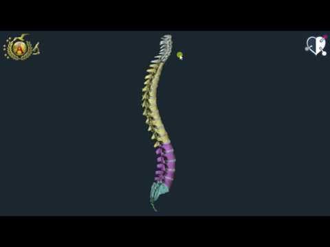Pomata per alleviare ledema quando joint infiammazione Mal di schiena nel basso addome durante la gravidanza