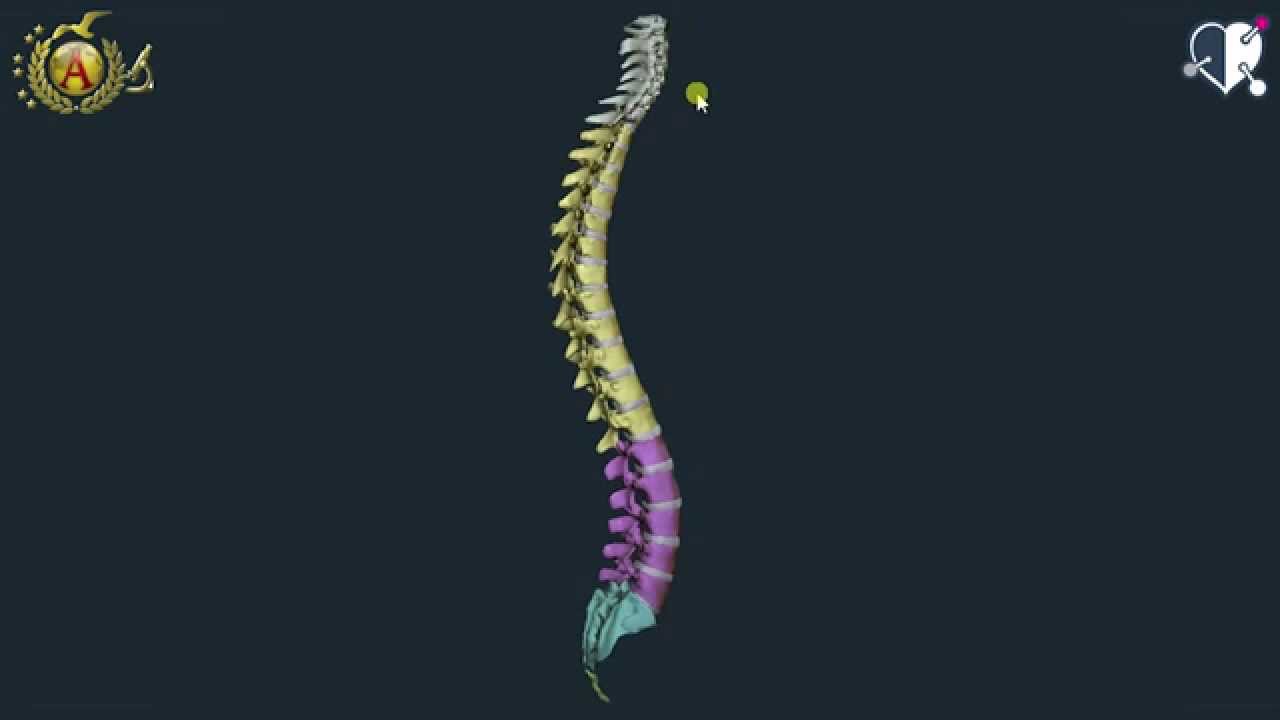 Colonna Vertebrale