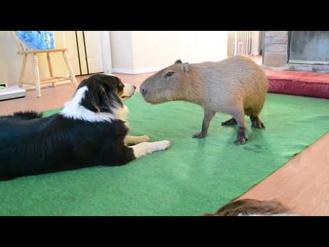 Capybara Befriends a Border Collie - Adorable!