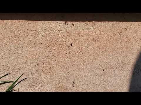 The Carpenter Ants Go Marching One by One in Red Bank, NJ