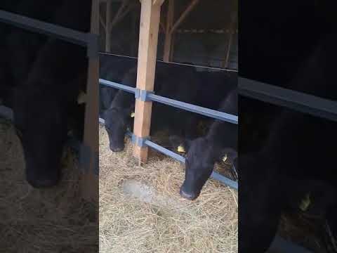 wagyu aberdin angus black bull ranch lekenik