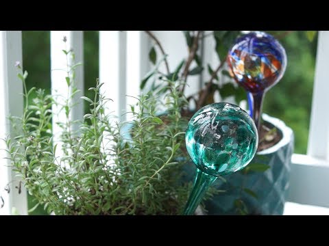 image-How do I water my house plants automatically?