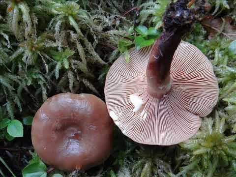 Lactarius camphoratus