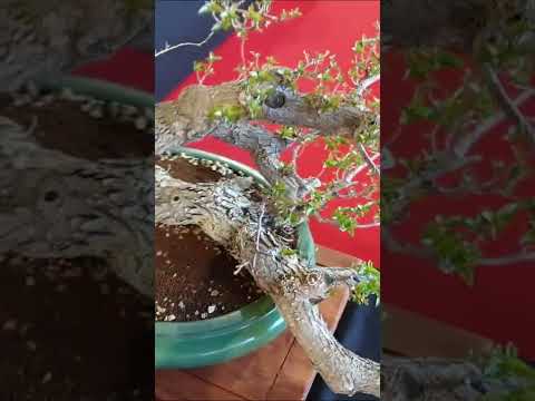 Bonsai Exhibition Málaga 2019/15 (FINAL) #mateobonsai #bonsai #shorts