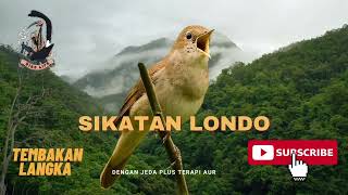 Download lagu Masteran Sikatan Londo, satu jalur tembakan.   jeda dan terapi air. mp3 Download lagu Masteran Sikatan Londo, satu jalur tembakan.   jeda dan terapi air. mp3