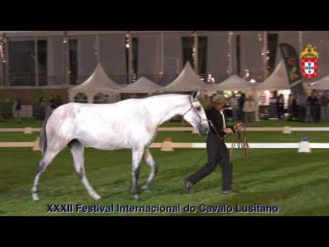 XXXII FIPSL - 210917 Modelos e Andamentos Campeã Fêmea á mão