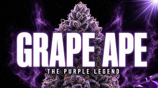 Grape Ape: The Purple Legend Behind Modern Candy Strains