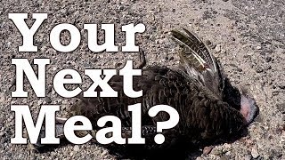 Fowl Roadkill - Grim Survival Dining
