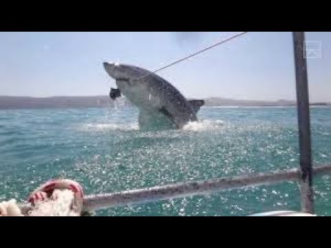 *MEGALODON* 10 Of The Biggest Sharks EVER Caught on Camera