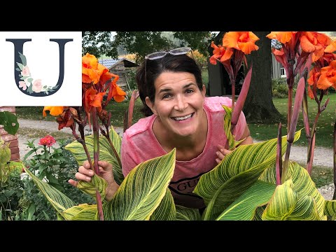 Canna Winterization - Canna Lily Hibernation