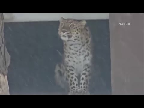 Niabi Zoo leopard says 'no' to the snow - YouTube