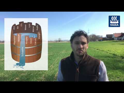 Yara Fachberatung: Mikronährstoffe zum Schossbeginn richtig düngen
