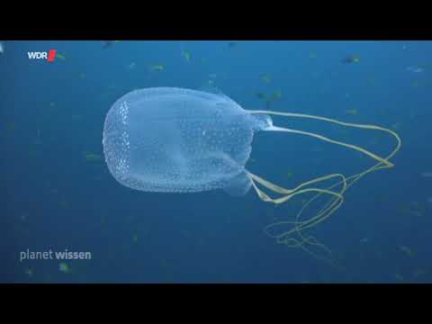Giftige Quallen plötzlich in Europa? | Planet Wissen Kurzdoku über Würfelquallen