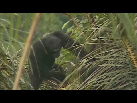 Wilde Schimpansen betrinken sich gern