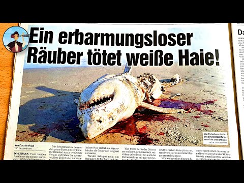 Weiße Haie verschwinden plötzlich! Und es ist schlimmer als gedacht...