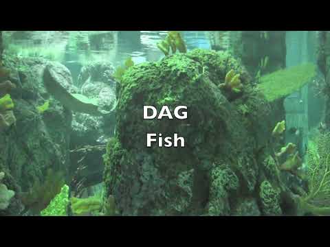 Hebrew For Children -  Dalet