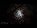 Moonlight Music Relax Before Sleep WhatsApp Status HD 1080P