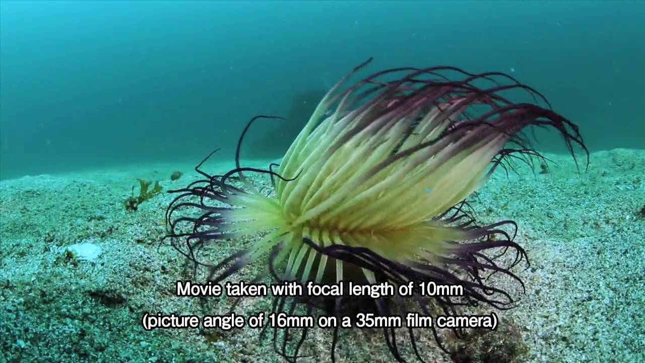 Объектив Tokina AT-X 107 AF DX Fish-Eye Nikon F