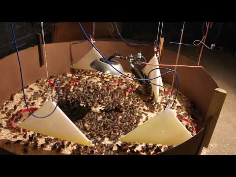 Pheasant chicks with Quill Drinker and cerem heater