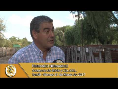 31-03-17 Nota Fernando Hernandez - Suc. de Brivio y Cía. S.R.L. - Tandil