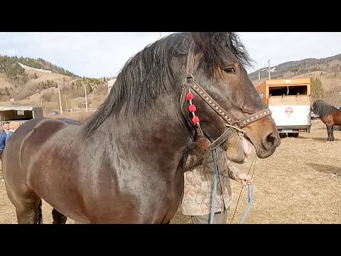 Armăsarul domnului Daniel de la Voitinel-Bucovina 2022