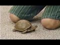 Barney Song The Little Turtle Room For Everyone