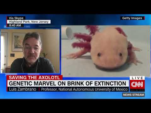 Saving Mexico's axolotl from extinction in the wild