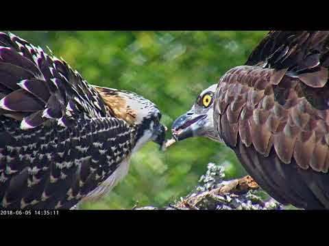Long Close Up Of Female Osprey Feeding Chick – June 5, 2018