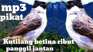 Download lagu suara kutilang betina memanggil jantan mp3. pikat burung kutilang betina ribut panggil jantan mp3