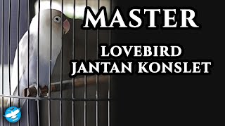 Download lagu Master Lovebird Jantan Konslet mp3 Download lagu Master Lovebird Jantan Konslet mp3