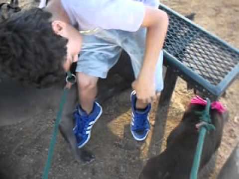 adele and annie dog park