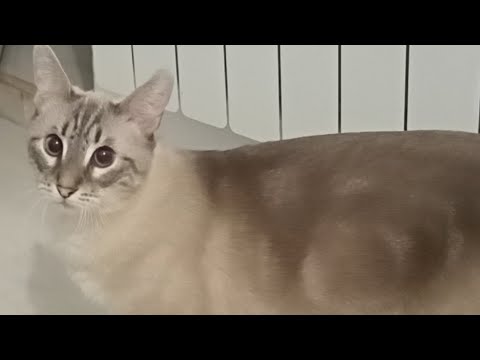 SHORTEST DEMON in Geometry Dash "tower descent" 100%