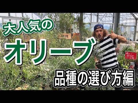 園芸 ブラッド ハナミズキ、ノルマンディー オリーブの木、臭い木、雌のハナミズキ