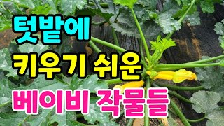 베이비 텃밭작물, 흰색 브로콜리, 방울 다다기 양배추 등 신기한텃밭작물