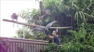 preview picture of video 'Zoo de Beauval ,tigres et Pandas, en 2011 et 2012'