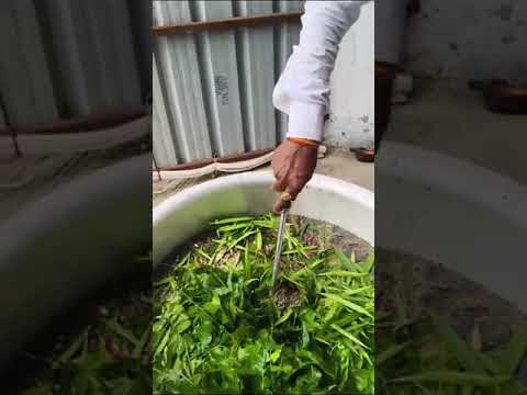 Neem Tulsi  Hair Oil