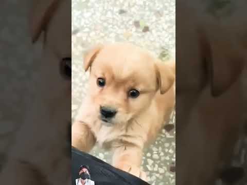 #puppy #puppyshorts #youtubeshorts #youtubechannel