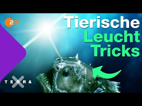 Vorschaubild Video