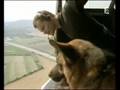 Kommissar Rex : Alex und Rex 