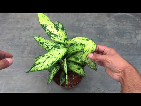 , title : '|| BEAUTIFUL NEW VARIETY OF DIEFFENBACHIA || PLANT CARE  TIPS ||'