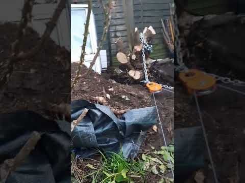 Removing a tree stump with a winch and pulleys (snatch blocks)
