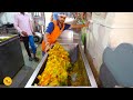 50000 Samosas Daily Making With Automatic Machines At City Samosa Factory L Mumbai Street Food