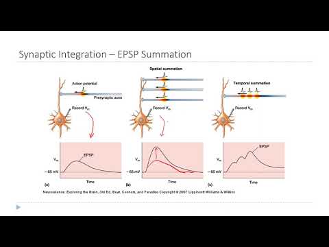 OSSM Neuro Chapter 5 - Postsynaptic potentials