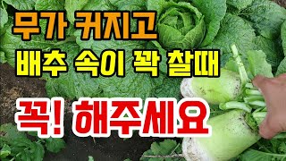 김장무가 커지고 배추속이 꽉 찰때 이건 꼭 해주세요 안하면 배추속에 벌레가 가득하고 꿀통배추되요 정말 후회해…