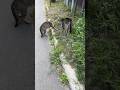 Two Angry Cats Dominate