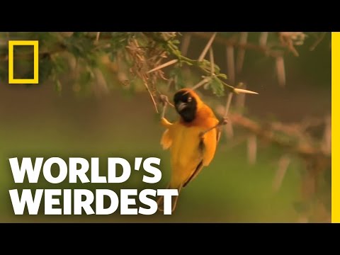 download lagu mp3 mp4 Baya Weaver Facts, download lagu Baya Weaver Facts gratis, unduh video klip Baya Weaver Facts