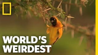 World's Weirdest - Weaver Home Security