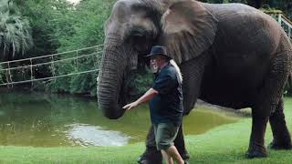 Bubbles: An Elephant's Story